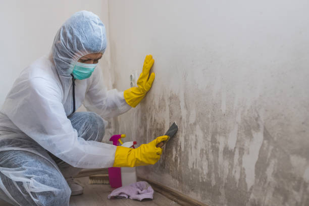 Best Mold Damage Repair  in Pion Hills, CA