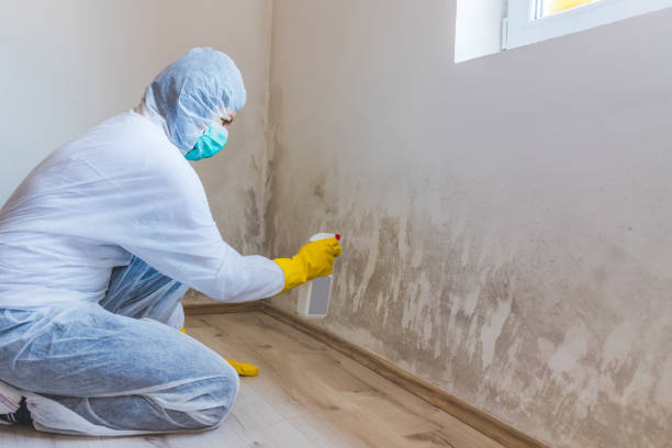 Mold Testing and Removal in Pion Hills, CA