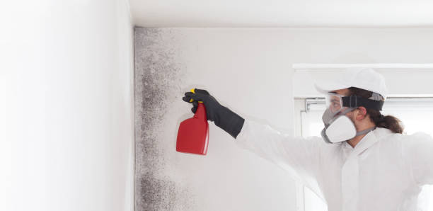 Best Attic Mold Removal  in Pion Hills, CA
