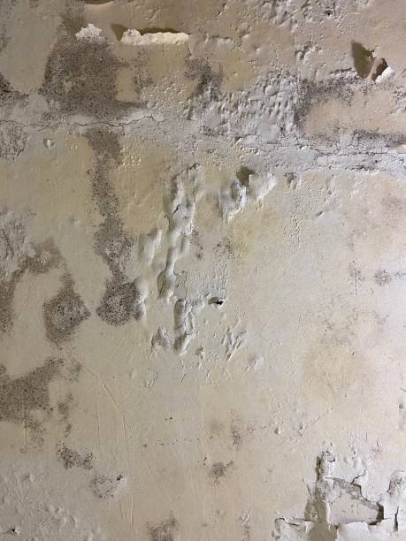 Home Mold Removal in Pion Hills, CA